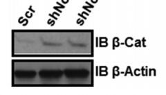 免疫共沉淀coIP實驗