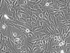 原代細胞分離與培養